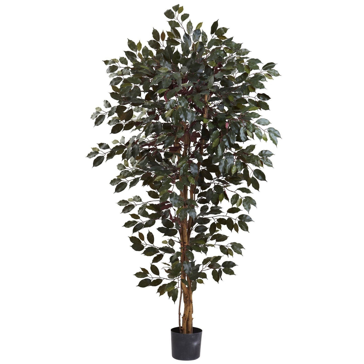 6’ Capensia Ficus Tree x 3 w/1008 Lvs by Nearly Natural