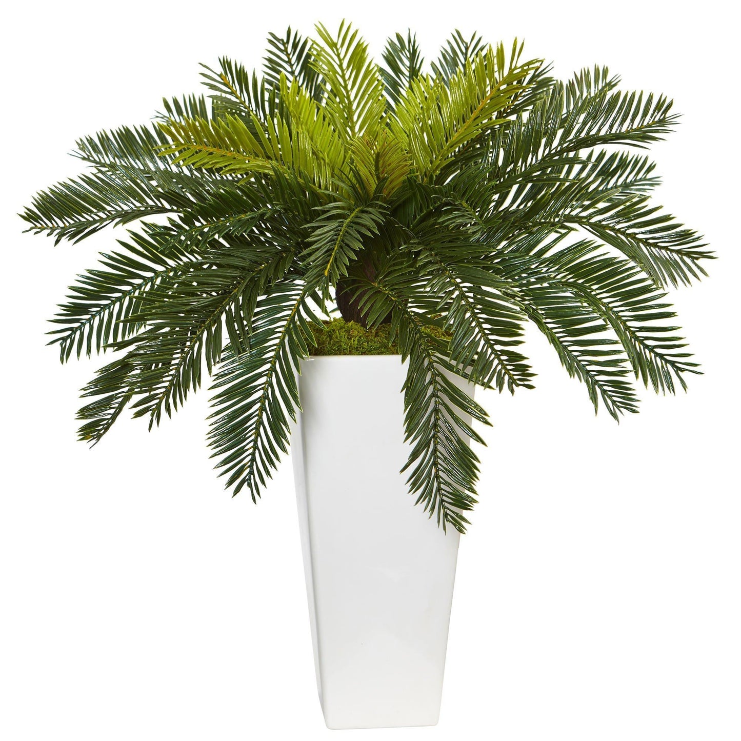 Cycas in White Planter by Nearly Natural