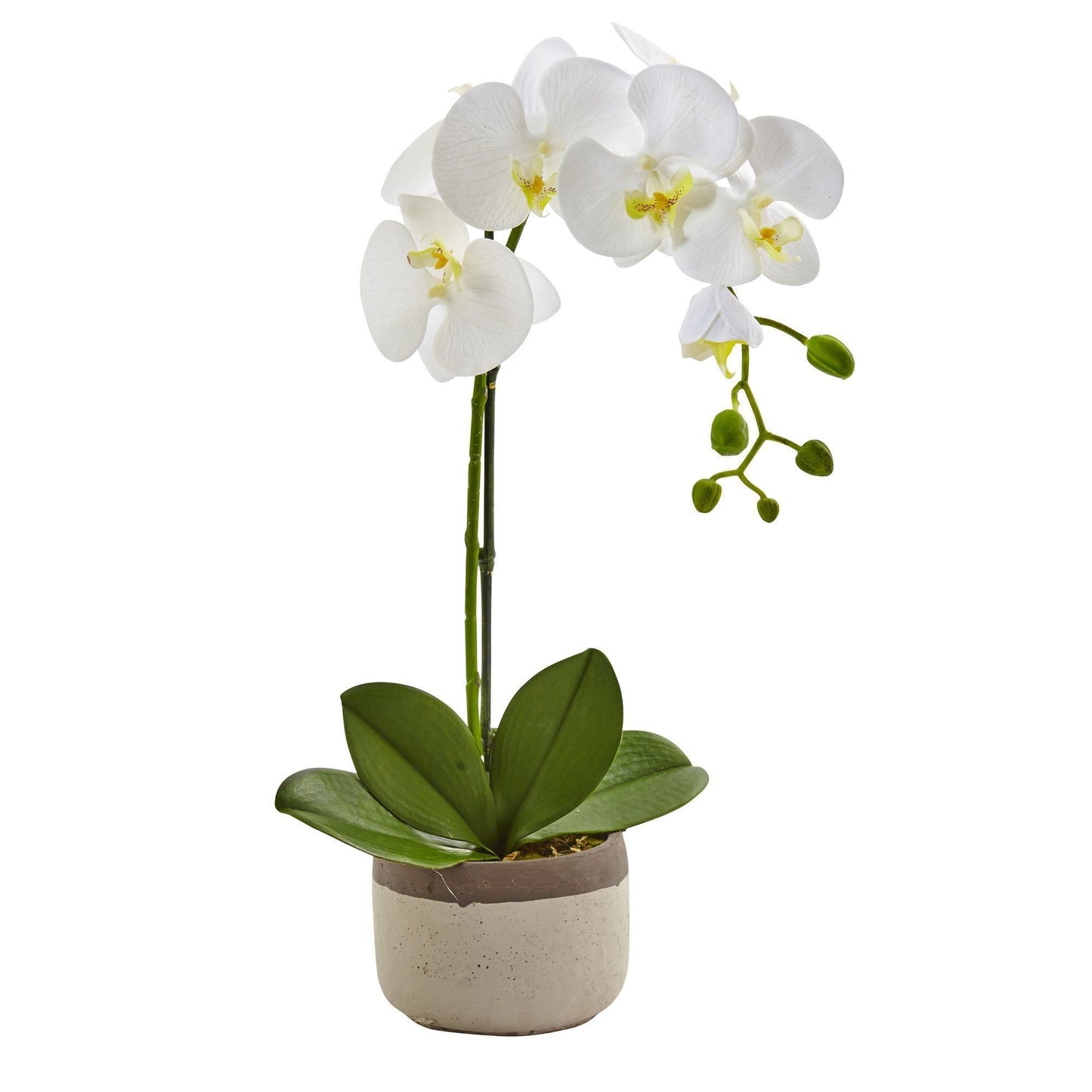 Phalaenopsis Orchid in Ceramic Pot by Nearly Natural