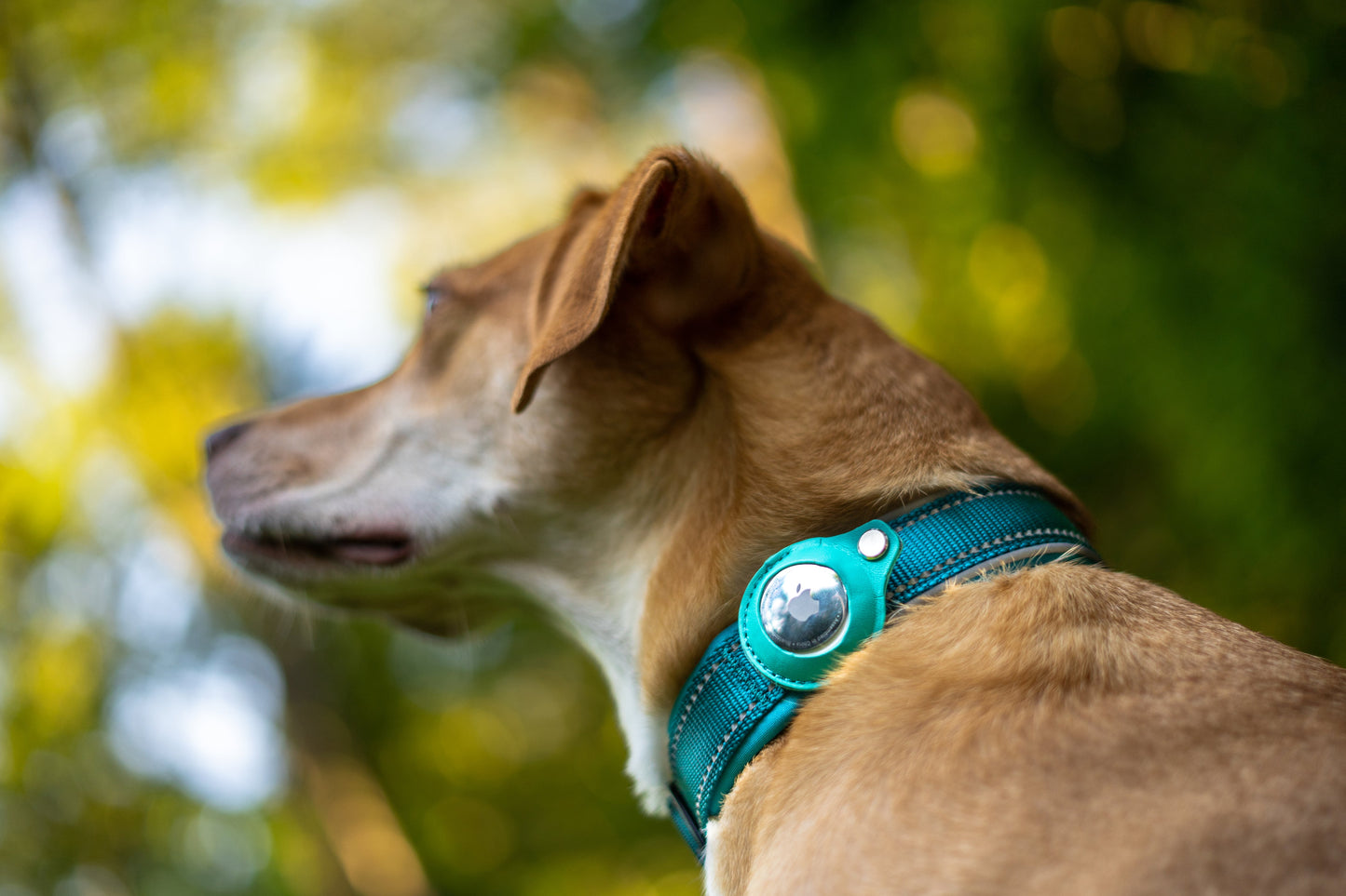 AirTag Collar w/ Waterproof & Quick Release Buckle by GROOMY