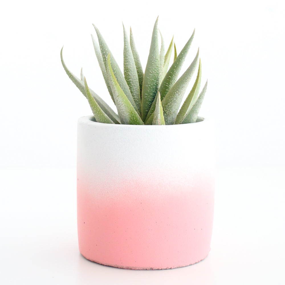 Ombre Cement Planter by Kailo Chic